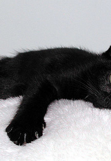 Black Cat (@blackcat131) — моя фотография № 24