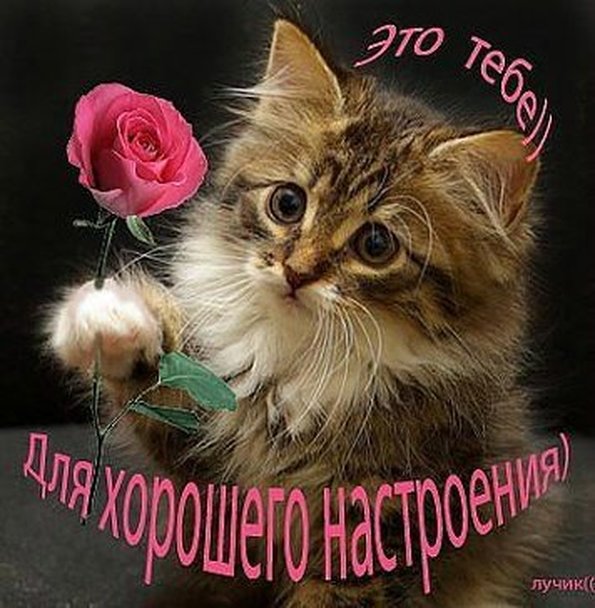 Открытки для любимой девушки с котятами 51