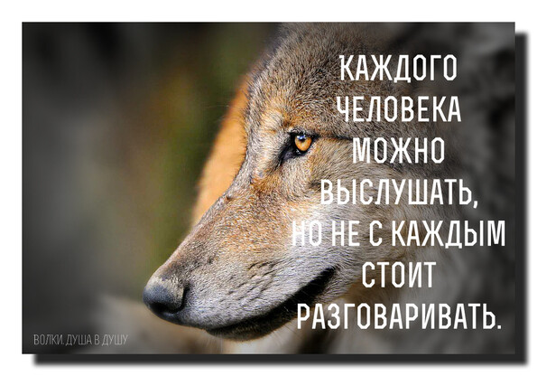 Душа волка цитаты в картинках Душа волка цитаты в картинках