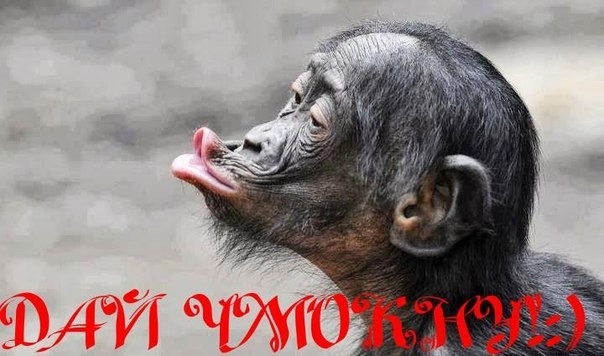 Злые открытки для любимой