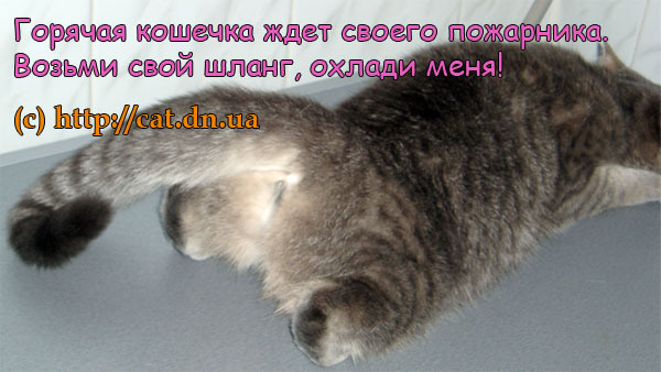 Течка у кошки