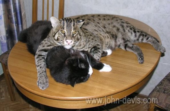 камышовый кот фото и цена онлайн