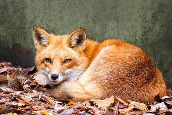 View topic - Survival of the Skulks [Fox Rp | Open and accepting] - Chicken  Smoothie