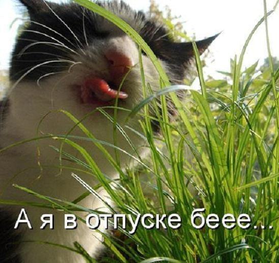 Короткие закругленные стрижки Короткие закругленные стрижки