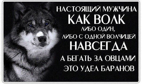 Цитат не повод ценит шакалов Цитат не повод ценит шакалов