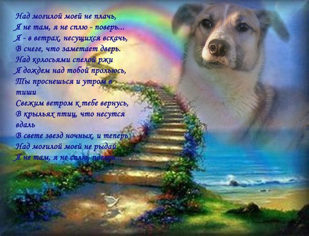Ушедшие за радугу стих Ушедшие за радугу стих