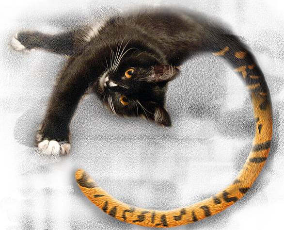 кот ловит хвост кот ловит хвост