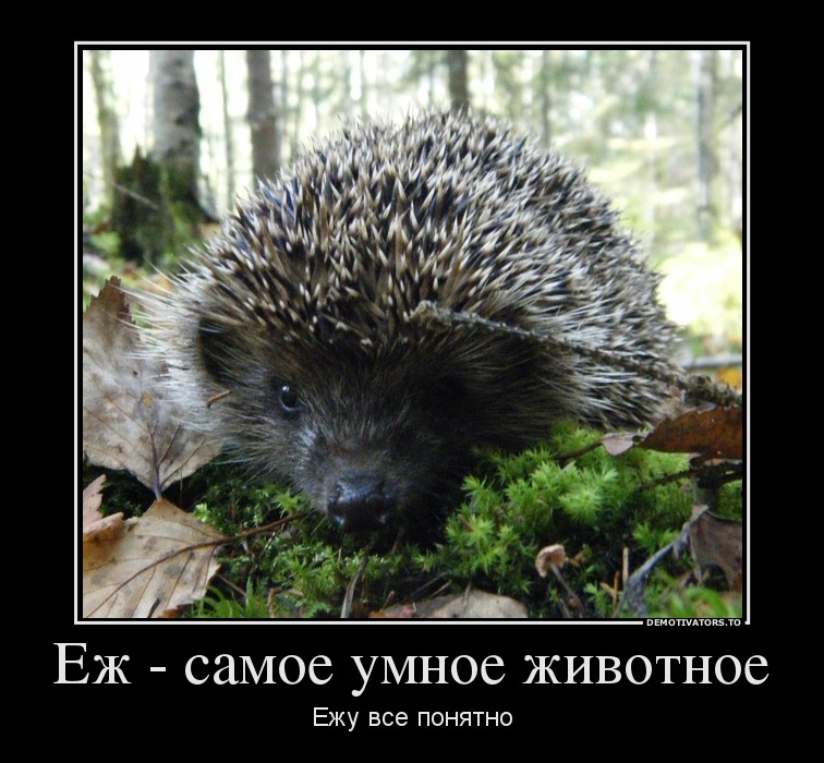 Картинка ежик с надписью