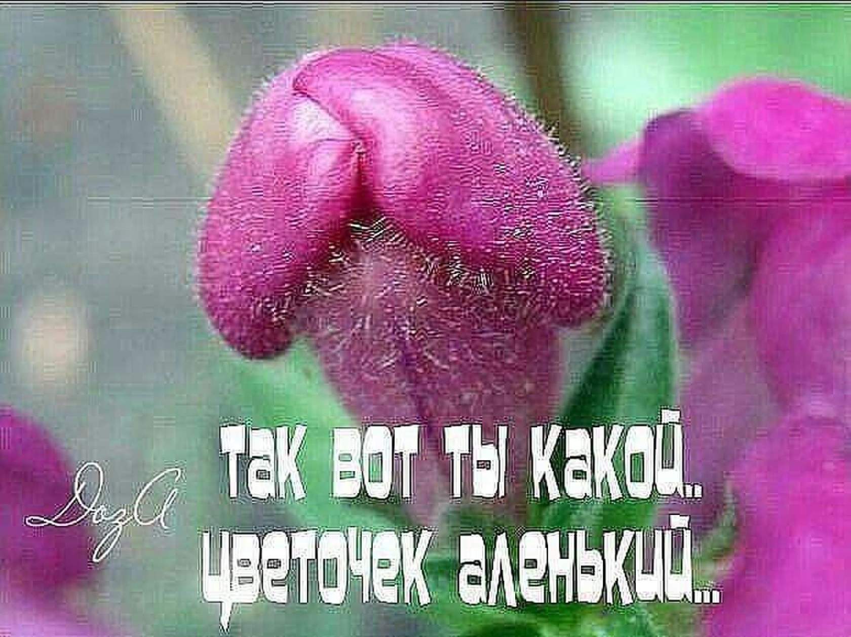 Цветочек аленький смешные картинки