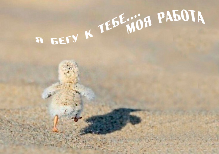 Утром на любимую работу картинки приколы, трофимов