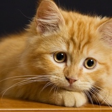 Кото мафия
