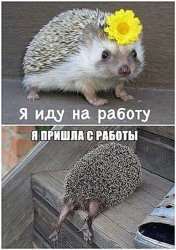 Для, прикольные картинки про работу и усталость