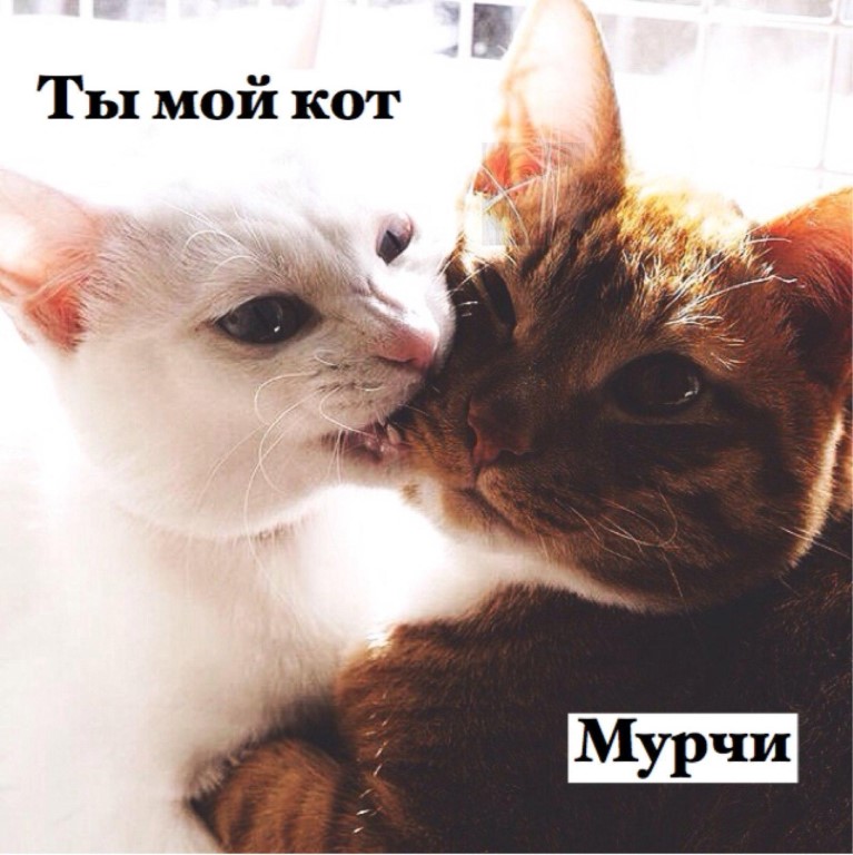 выгодное предложение кошечка моя любимая картинки организм человека нормально